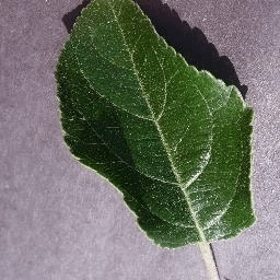 Leaffliction (Leaf-Diseases-Classification)